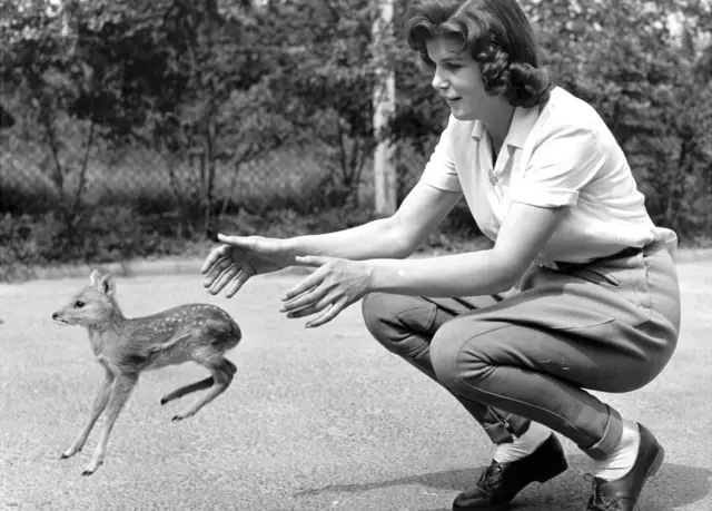 Whipsnade Zoo worker Jennifer Foyle was photographed releasing a baby Chinese Water Deer