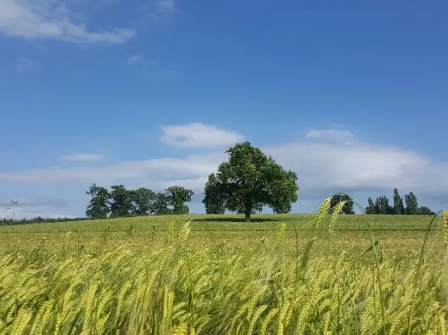 Cornfield in the sun