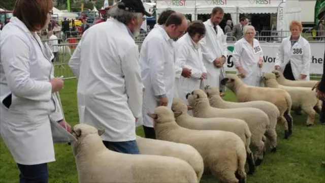 Livestock exhibition at the Three Counties Show