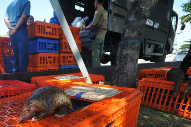 Pangolin coming out of a box after anti-smuggling raid in Belawan, North Sumatra 14 June