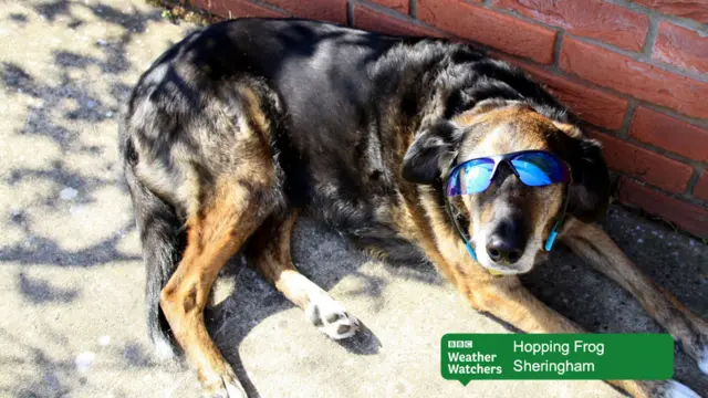 Black and tan dogs, with blue sunglasses