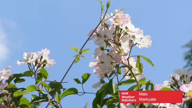 Flowers and blue skies in Markyate.