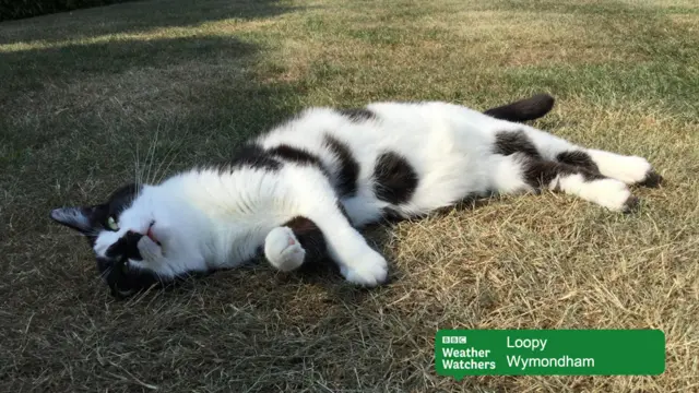 Black and white cat on a dead lawn