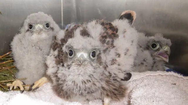 Baby kestrels