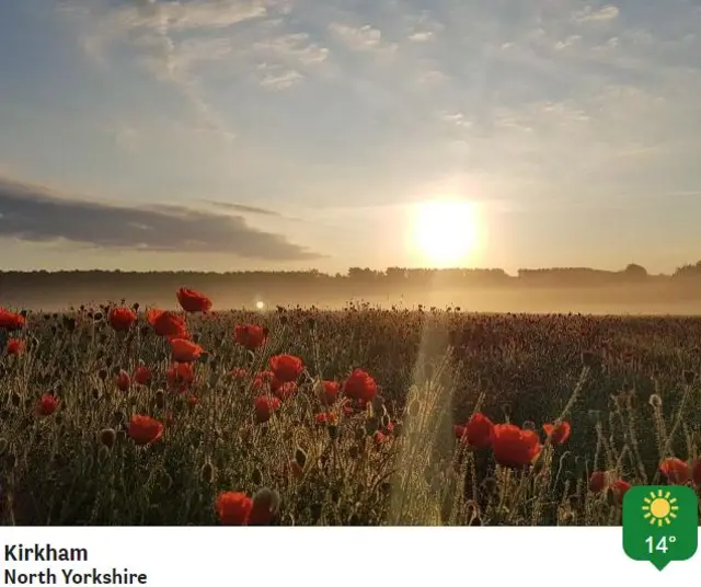 Poppies