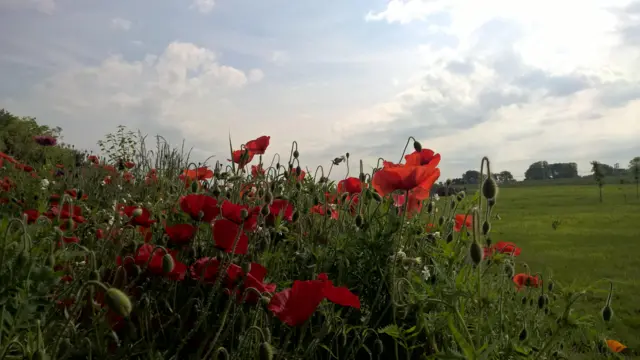 Flowers in Westoning