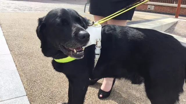 Rufus the guide dog