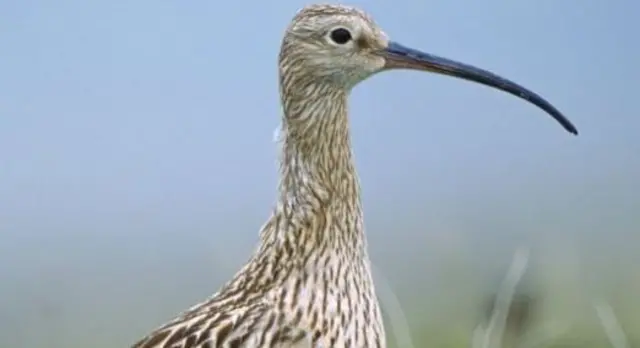 Curlew