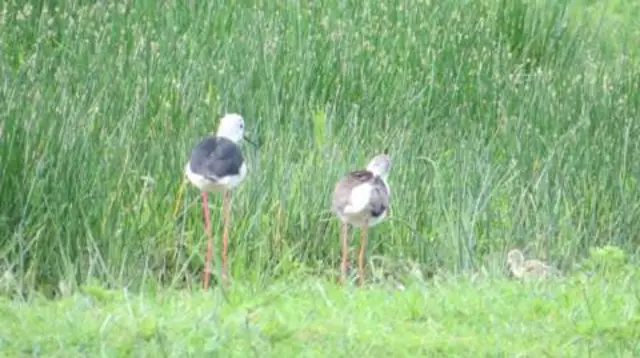 Black-winged stilts