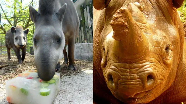 Tapir pic: Marc Johnson; Rhino Pic: Paignton Zoo