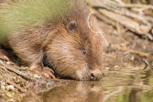 Beaver. Pic: Jack Hicks