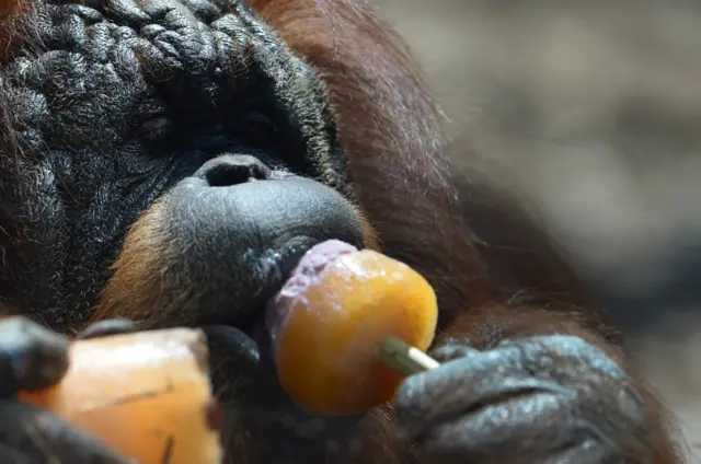 Chimp eating a lolly