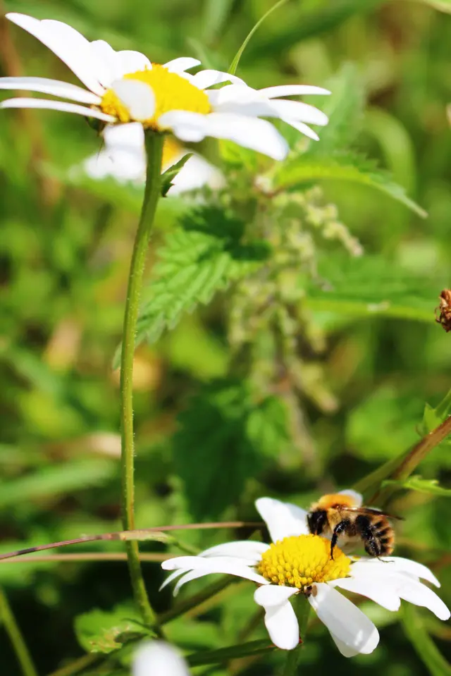 Bee on an ox-eye daisy