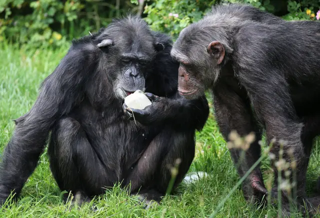 Chimps cools down