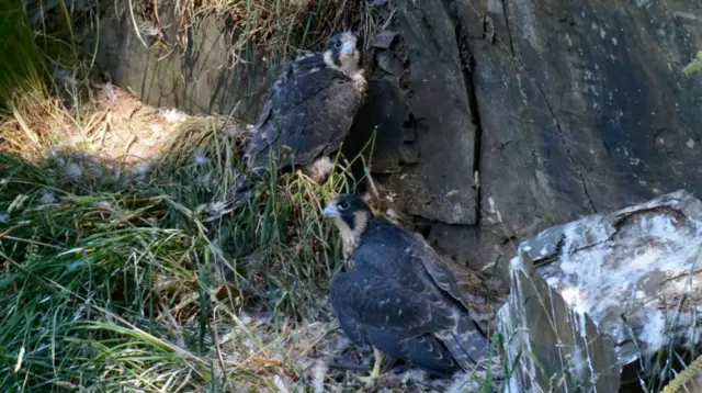 Peregrine falcon chicks. Pic: Steve Waterhouse/National Trust