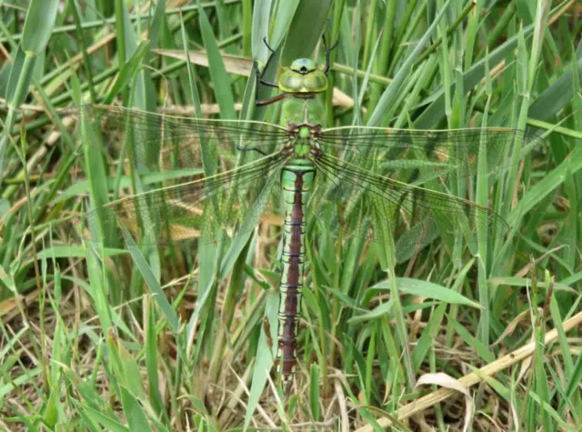 A green coloured dragonfly on green foliage