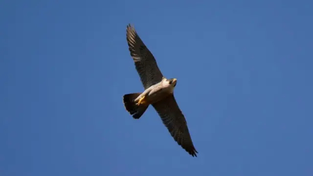 Peregrine falcon. Pic: Steve Waterhouse/National Trust