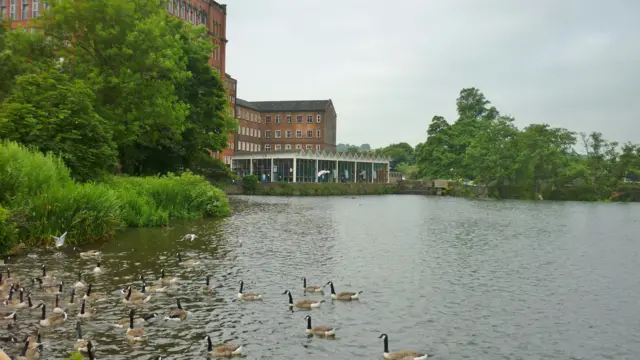 Ducks in Belper on water