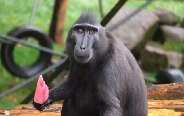 Sulawesi crested black macaque and ice lolly