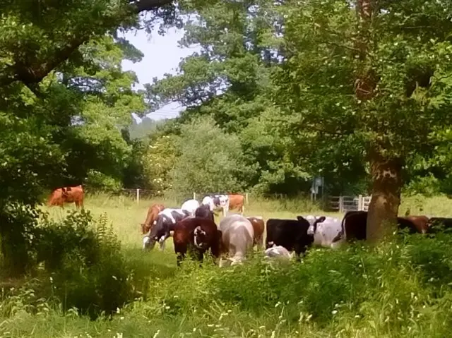 Cows in Redditch