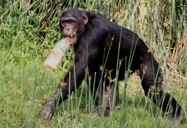 Chimp cools down