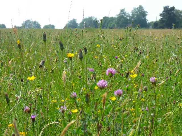 Meadow flowers