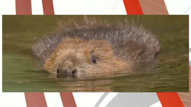 beaver. Pic: Jack Hicks