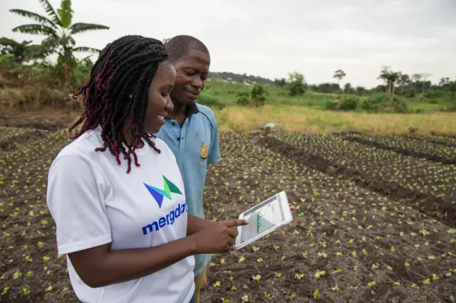 Freda Akoma Yeboah from Farmerline explains to Douglas Adjei how the Mergdata service works at Douglas' farm in Gyinase, Kumasi, Ghana