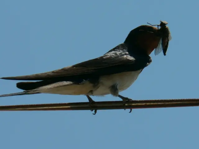 Swallow