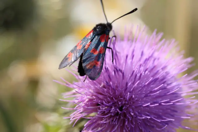 A burnet moth on a thistle