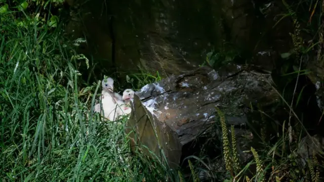 Peregrine falcon chicks. Pic: Steve Waterhouse/National Trust