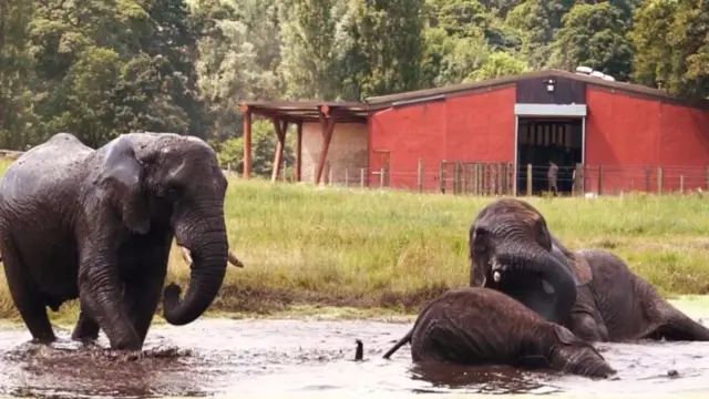 Elephants getting a mud bath