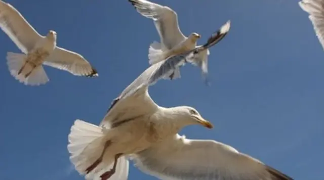 Seagulls