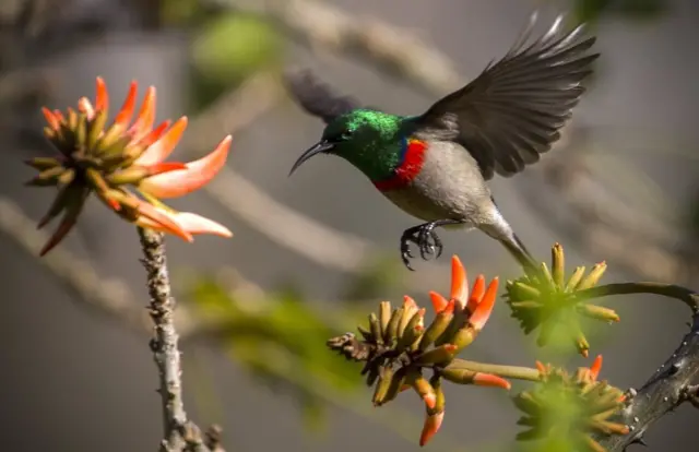 A Greater Double-collared Sunbird takes off from an Aloe bush in Kirstenbosch, Cape Town, South Africa, 21 June 2017.