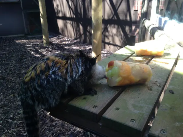 Marmoset licking iced fruit