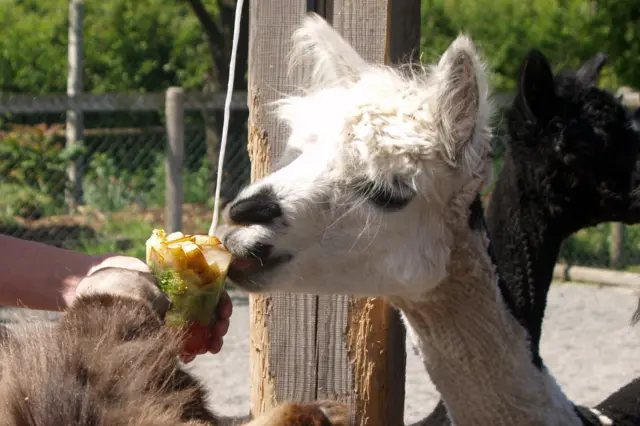 Alpaca eating iced fruit