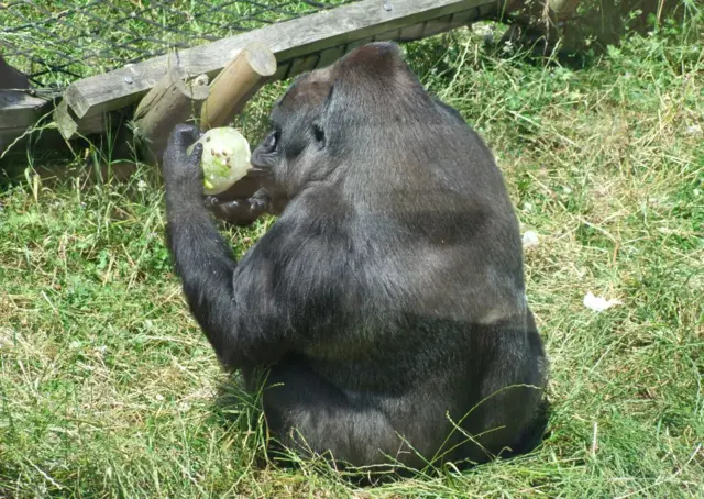 Gorilla eats iced fruit