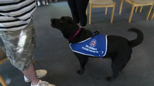 Mental health assistance dog