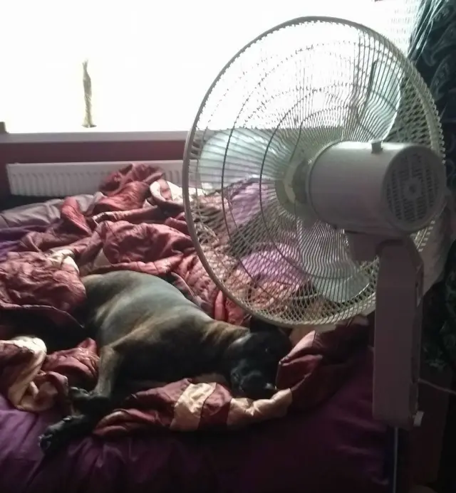 Dog on the bed with a fan