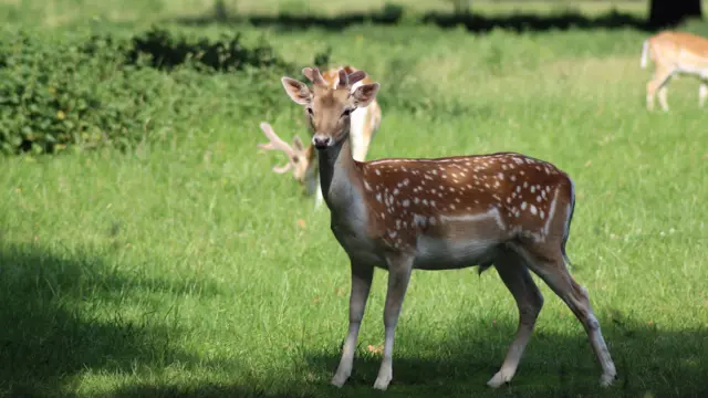 Deer in Wollaton Park