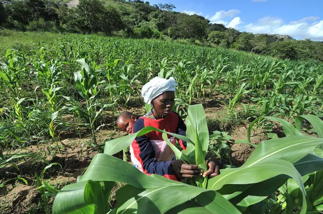 A woman checks maize crop on a small scale farm in Chinhamora, about 50 km north of Harare on Febuary 10, 2011