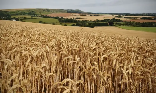 field of wheat