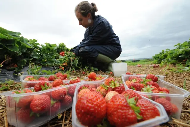 fruit picker