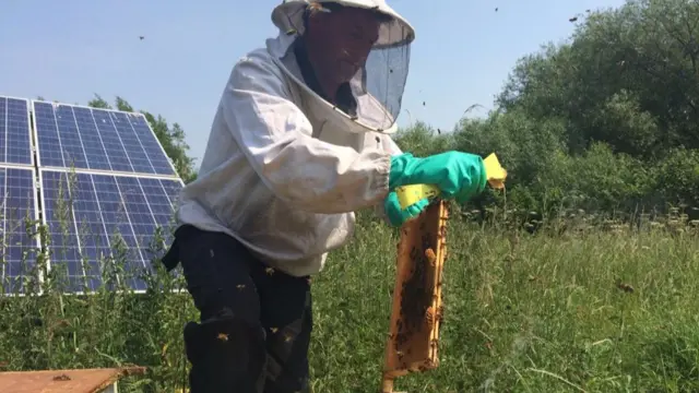 Honey being removed from the hive