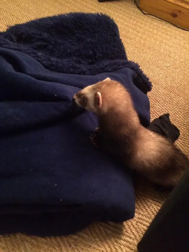 Ferret