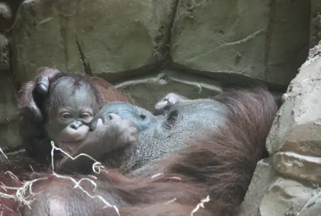 Baby orangutan