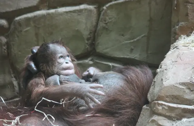 Baby orangutan