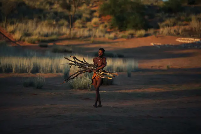 A bushman from the Khomani San community collects fire wood