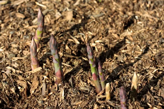 Asparagus growing in a field