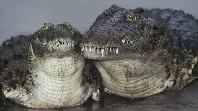 Nile crocodiles